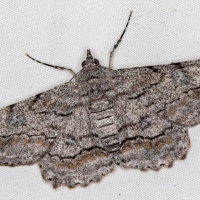 Cleora displicata (A Cleora Bark Moth (Boarmiini) at Melba, ACT - 7 Jan 2021 by Bron