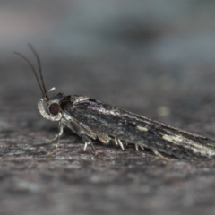 Barea codrella (A concealer moth) at Melba, ACT - 7 Jan 2021 by Bron