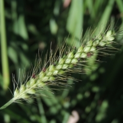 Setaria (genus) (Pigeon Grass) at Monash, ACT - 4 Mar 2021 by MichaelBedingfield