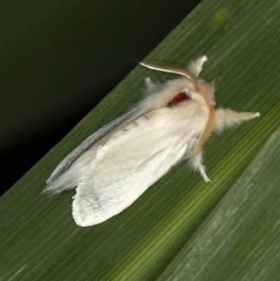 Trichiocercus sparshalli (Sparshall's Moth) at Melba, ACT - 7 Jan 2021 by Bron