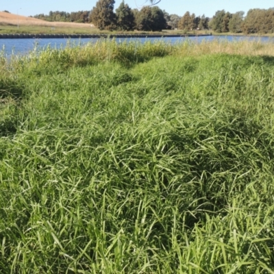 Cenchrus clandestinus (Kikuyu Grass) at Monash, ACT - 4 Mar 2021 by MichaelBedingfield