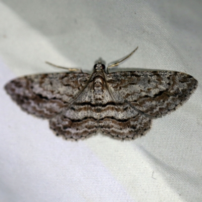 Didymoctenia exsuperata (Thick-lined Bark Moth) at QPRC LGA - 16 Apr 2021 by ibaird