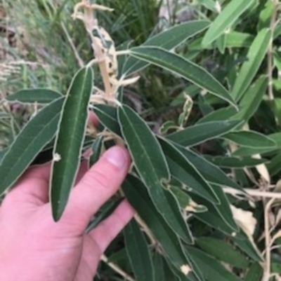 Olearia megalophylla (Large-leaf Daisy-bush) at Gibraltar Pines - 14 Apr 2021 by Tapirlord