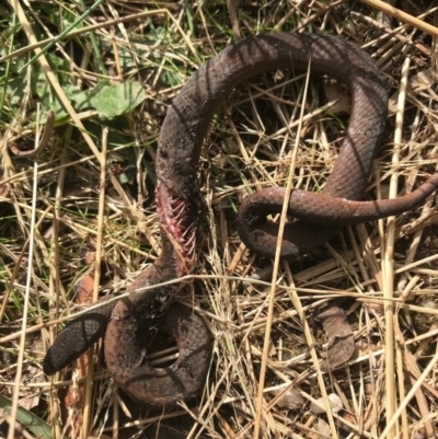 Drysdalia coronoides (White-lipped Snake) at Gibraltar Pines - 14 Apr 2021 by Tapirlord