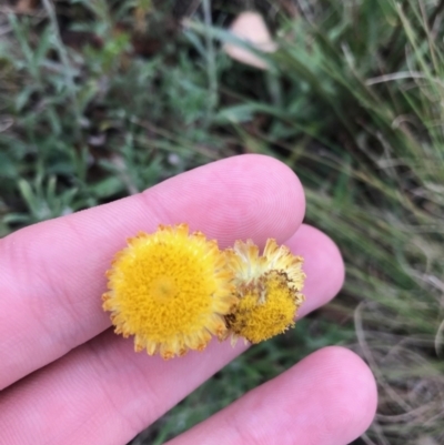 Coronidium monticola (Mountain Button Everlasting) at Tennent, ACT - 14 Apr 2021 by Tapirlord