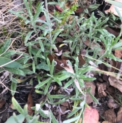 Coronidium monticola at Tennent, ACT - 14 Apr 2021 11:38 AM