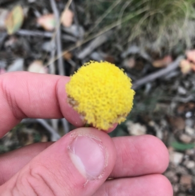 Craspedia sp. (Billy Buttons) at Tennent, ACT - 14 Apr 2021 by Tapirlord