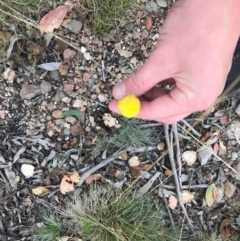 Craspedia sp. at Tennent, ACT - suppressed