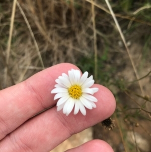 Brachyscome aculeata at Tennent, ACT - 14 Apr 2021 11:44 AM