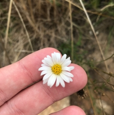 Brachyscome aculeata (Hill Daisy) at Tennent, ACT - 14 Apr 2021 by Tapirlord