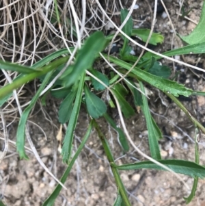 Brachyscome aculeata at Tennent, ACT - 14 Apr 2021 11:44 AM