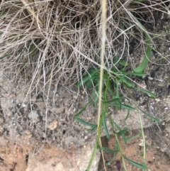 Brachyscome aculeata at Tennent, ACT - 14 Apr 2021 11:44 AM