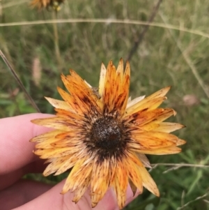 Xerochrysum subundulatum at Tennent, ACT - 14 Apr 2021 11:45 AM