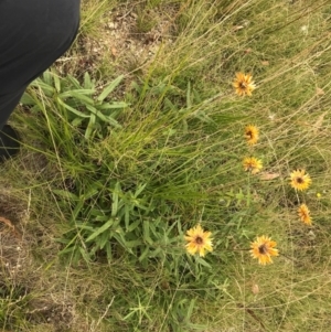 Xerochrysum subundulatum at Tennent, ACT - 14 Apr 2021 11:45 AM