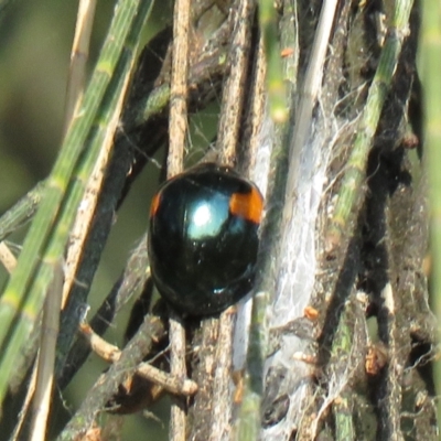 Orcus bilunulatus (Ladybird beetle) at Isabella Pond - 30 Apr 2021 by SandraH