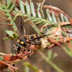 Stenodyneriellus sp. (genus) (A potter wasp) at Holt, ACT - 30 Apr 2021 by Roger