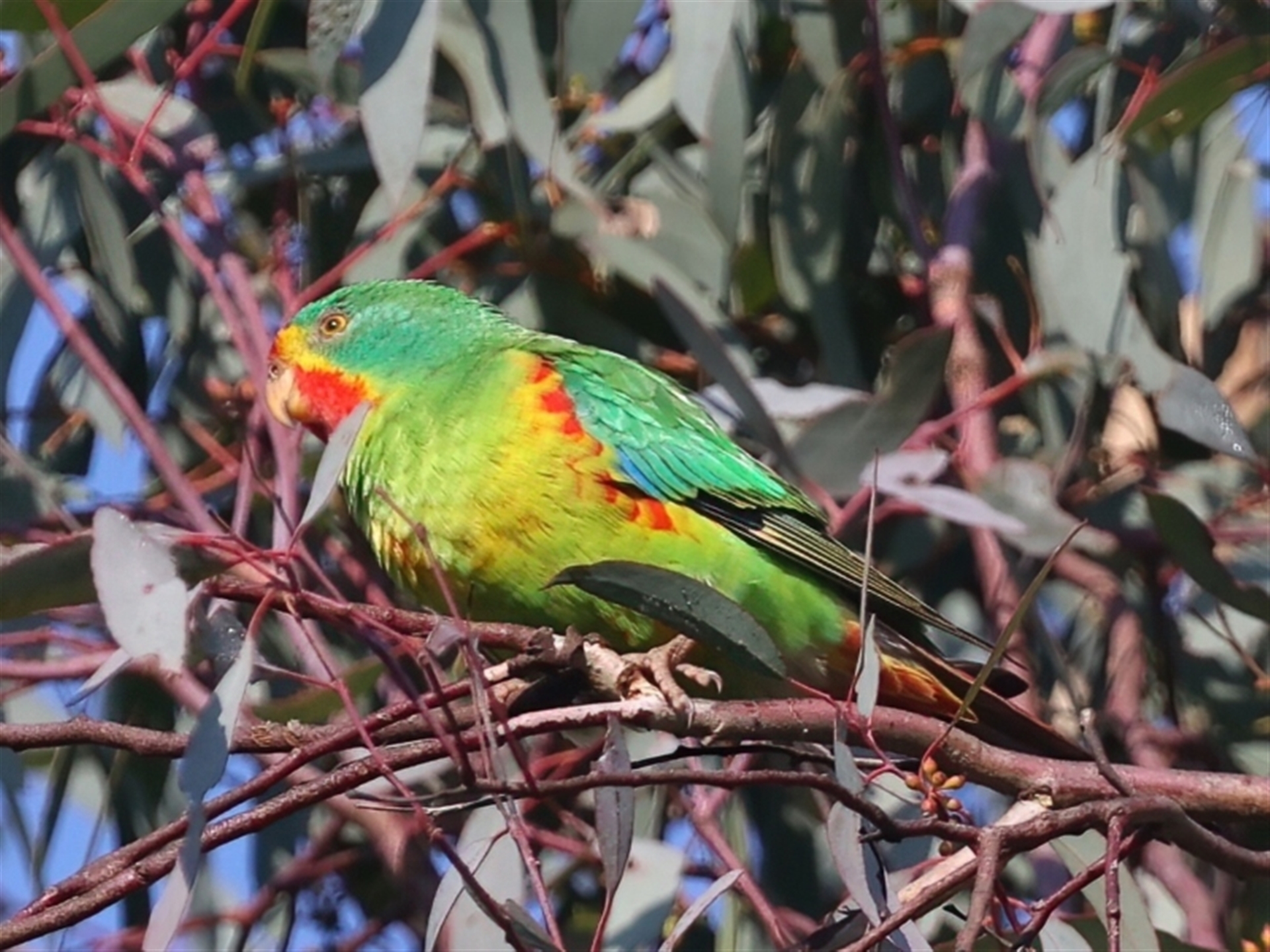 Lathamus discolor at Callum Brae - Canberra & Southern Tablelands NSW