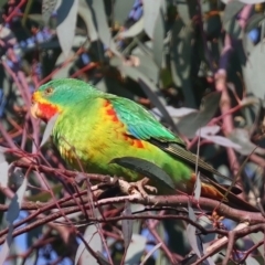Lathamus discolor (Swift Parrot) at Symonston, ACT - 30 Apr 2021 by jbromilow50
