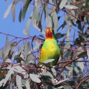 Lathamus discolor at Symonston, ACT - suppressed