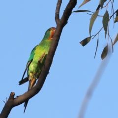 Lathamus discolor at Symonston, ACT - suppressed