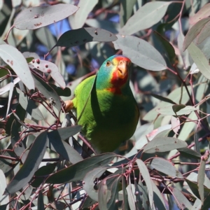 Lathamus discolor at Symonston, ACT - suppressed