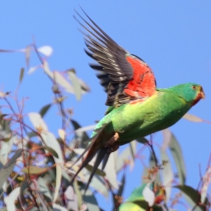 Lathamus discolor at Symonston, ACT - suppressed