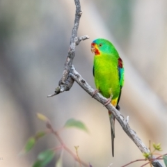 Lathamus discolor (Swift Parrot) at Callum Brae - 27 Apr 2021 by ajc