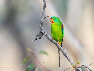 Lathamus discolor (Swift Parrot) at Symonston, ACT - 27 Apr 2021 by ajc