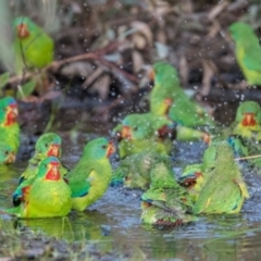 Lathamus discolor at Symonston, ACT - suppressed