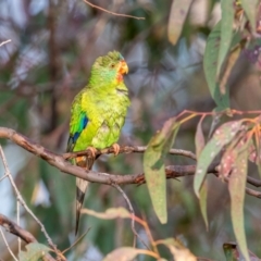 Lathamus discolor at Symonston, ACT - suppressed