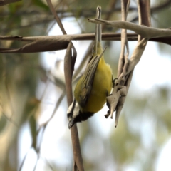 Falcunculus frontatus (Eastern Shrike-tit) at Tidbinbilla Nature Reserve - 30 Apr 2021 by davidcunninghamwildlife