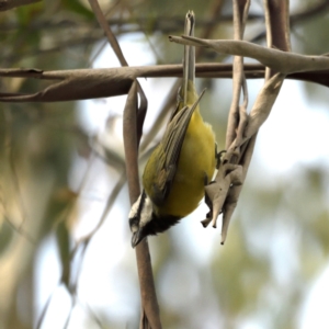 Falcunculus frontatus at Paddys River, ACT - 30 Apr 2021