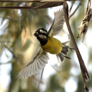 Falcunculus frontatus at Paddys River, ACT - 30 Apr 2021