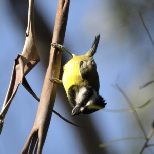 Falcunculus frontatus at Paddys River, ACT - 30 Apr 2021