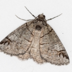 Austroterpna paratorna (Rounded Grey (Geometrinae)) at Melba, ACT - 1 Apr 2021 by Bron