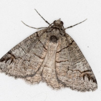 Austroterpna paratorna (Rounded Grey (Geometrinae)) at Melba, ACT - 1 Apr 2021 by Bron