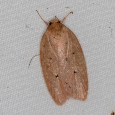 Garrha pudica (Modest Dullmoth) at Melba, ACT - 4 Apr 2021 by Bron