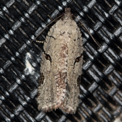 Meritastis pyrosemana (A Tortricid moth) at Melba, ACT - 4 Apr 2021 by Bron