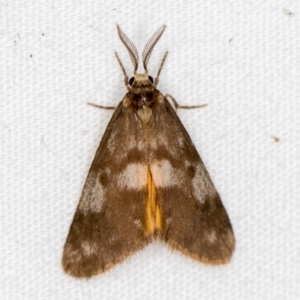 Anestia (genus) at Melba, ACT - 4 Apr 2021
