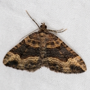 Epyaxa subidaria at Melba, ACT - 4 Apr 2021 11:17 AM