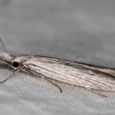 Phryganeutis cinerea (Chezala Group moth) at Melba, ACT - 4 Apr 2021 by Bron