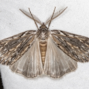 Ciampa arietaria at Melba, ACT - 5 Apr 2021 07:43 PM