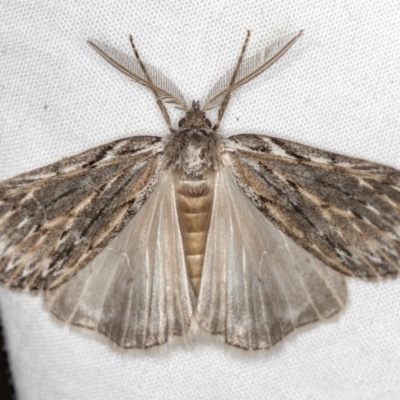 Ciampa arietaria (Brown Pasture Looper Moth) at Melba, ACT - 5 Apr 2021 by Bron