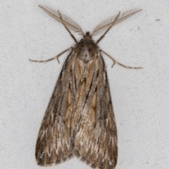 Ciampa arietaria at Melba, ACT - 5 Apr 2021 07:43 PM