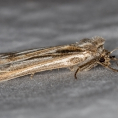 Ciampa arietaria at Melba, ACT - 5 Apr 2021 07:43 PM