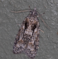 Tortricinae (subfamily) (A tortrix moth) at Melba, ACT - 4 Apr 2021 by Bron