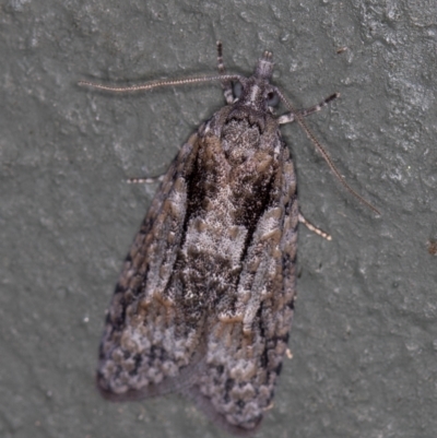 Tortricinae (subfamily) (A tortrix moth) at Melba, ACT - 4 Apr 2021 by Bron