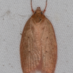 Garrha leucerythra at Melba, ACT - 4 Apr 2021 07:11 PM