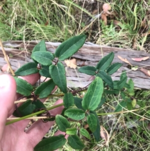 Clematis aristata at Tennent, ACT - 14 Apr 2021 11:48 AM