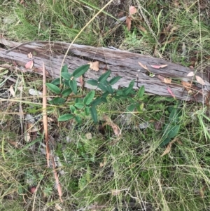 Clematis aristata at Tennent, ACT - 14 Apr 2021 11:48 AM